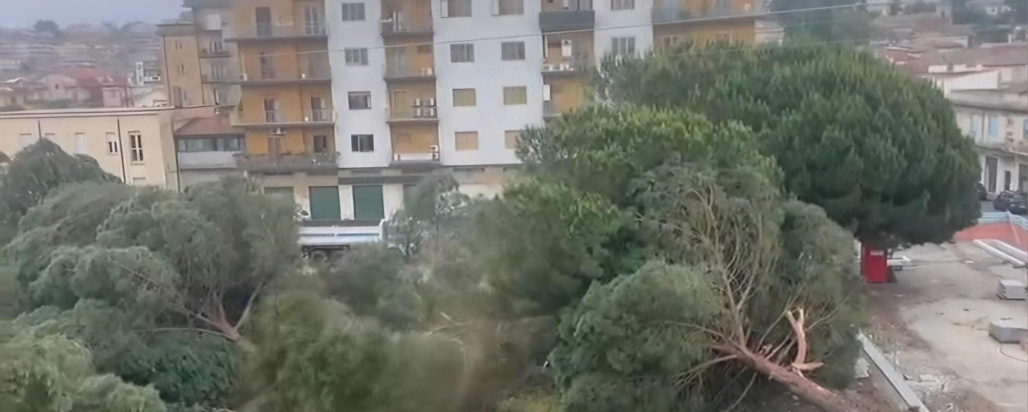 A Vibo non c'è pace per gli alberi: abbattuti i pini di piazza Salvemini